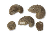 F 12840
<br/>
<br/>
<em></em>